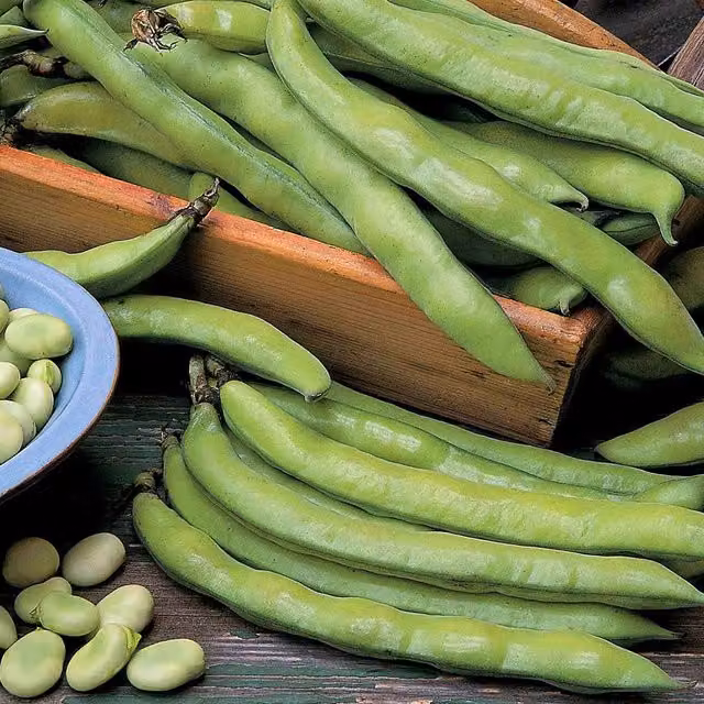 Marshalls Aquadulce Claudia Broad Bean Vegetable Seeds, 100 Seeds