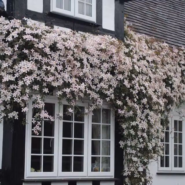 Plants By Post Clematis montana Rubens Climber with Soft Pink Spring Flowers