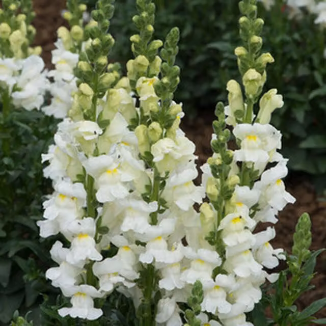 Plants By Post Antirrhinum White Snapdragon Bedding Plants, 12 Plants