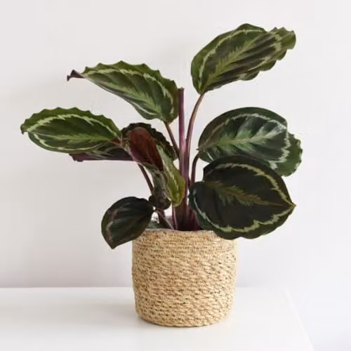 Thompson & Morgan Calathea Medallion Indoor Plant with Exotic Patterned Foliage, 2 x 12cm Potted Plants