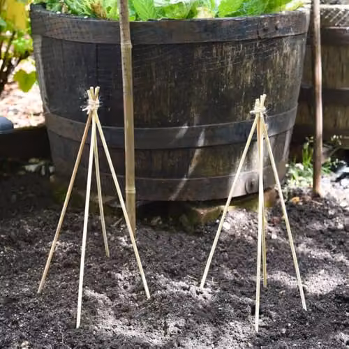 Thompson and Morgan Bamboo Plant Support Canes, 50 Pack, Height: 27 cm – 2