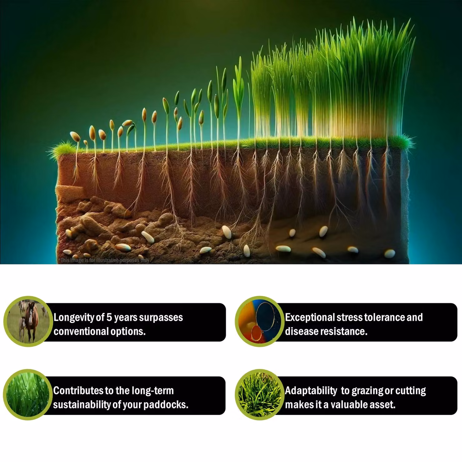 Pegdev PDL Paddock Grass Seed, Resilient and High-Yielding Year-Round Lawn Seed, 2.5kg – 3