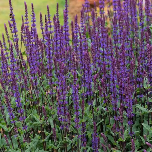 Marshalls Salvia nemorosa Caradonna Pink Perennial Ornamental Plant, Height: 50 cm