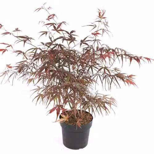 Thompson & Morgan Acer Palmatum Atropurpureum Potted Plants with Purple-Red Foliage, Pack of 4 (10.5cm Pots) – 2