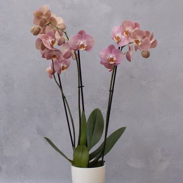 Primrose Phalaenopsis Honey Peach Moth Orchid in Pink, Height: 65 cm, Pot Size: 12 cm