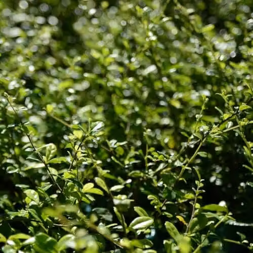 Thompson & Morgan Ilex crenata Dark Green Evergreen Box-Leaved Holly Shrub for Hedges and Topiary, 2 Litre Pot – 2