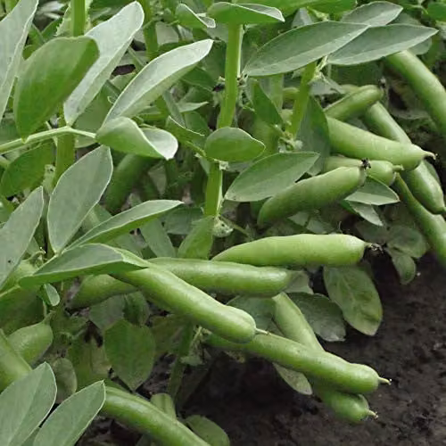 Thompson and Morgan De Monica Broad Bean Seeds, 40 Seeds
