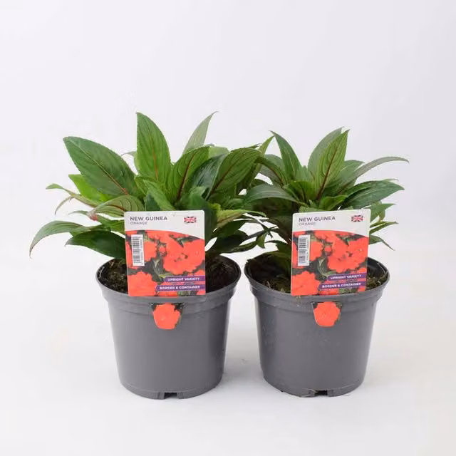 Plants by Post New Guinea Impatiens Orange Bedding Plants, 2 x 1L Pots