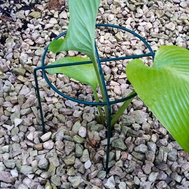 Poppyforge Medium Simple Ring Plant Supports, Pack of 4, Dark Green, W41 x H51 cm