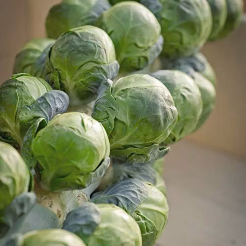 Thompson and Morgan Brussels Sprout Brilliant F1 Hybrid Seeds, 30 Seeds – 2