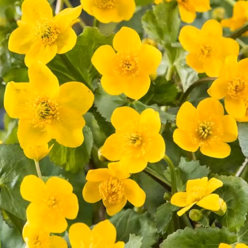 Thompson & Morgan Caltha palustris Marsh Marigold Hardy Perennial Aquatic Plant with Yellow Spring Flowers, 9cm Pot – 3