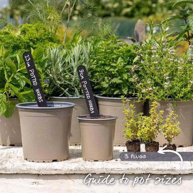 Marshalls Garden Thyme Archers Gold Lemon-scented Golden Foliage Potted Plant, 9cm