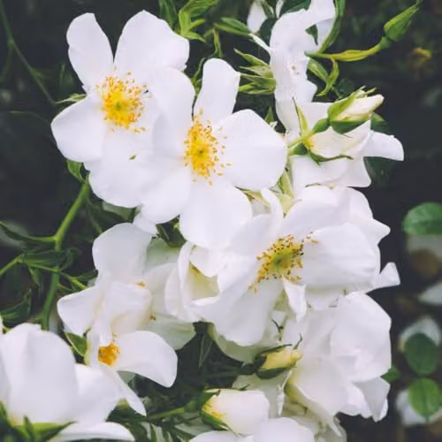 Thompson & Morgan Wedding Day 2 Rose Climbing Bare Roots, Fragrant Primrose to White Blooms