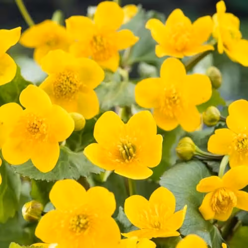 Thompson & Morgan Caltha palustris Marsh Marigold Hardy Perennial Aquatic Plant with Yellow Spring Flowers, 9cm Pot – 2