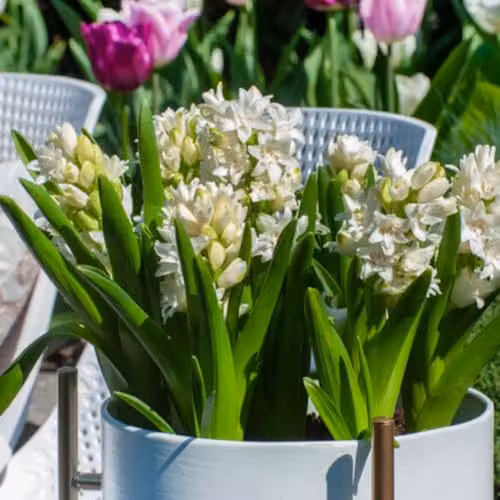Thompson & Morgan Hyacinth Snow Crystal Fragrant Double White Hardy Perennial Bulbs, 10 Bulbs – 3