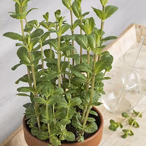 Thompson & Morgan Moroccan Mint Mentha Herb, 1 Litre Potted Perennial Plant – 1