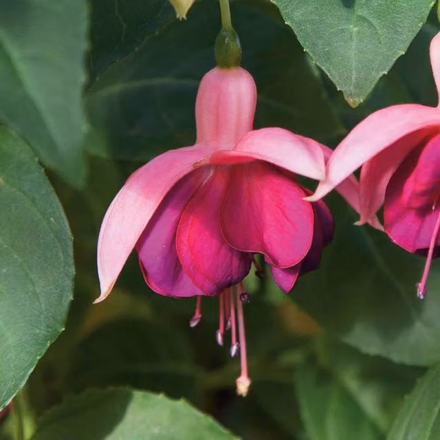 Marshalls Garden Red, Purple and Pink Hardy Fuchsia Perennial for Outdoor Ornamental Gardens