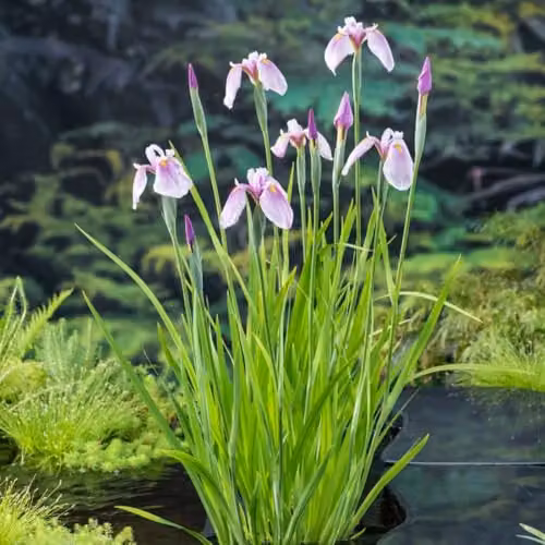 Thompson and Morgan Iris laevigata Pink Queen Hardy Japanese Water Iris, Lilac Pink and Purple with Yellow Markings, 3 x 9cm Pots
