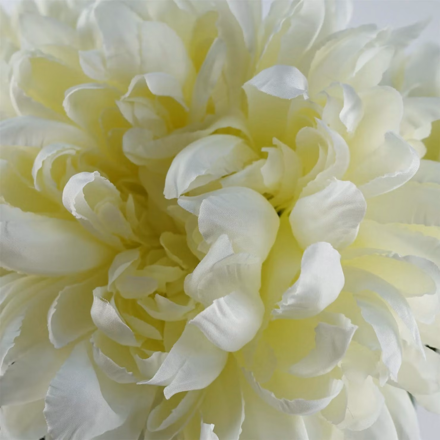 Leaf Design White Artificial Chrysanthemum Stem Flowers, Height: 75 cm – 2