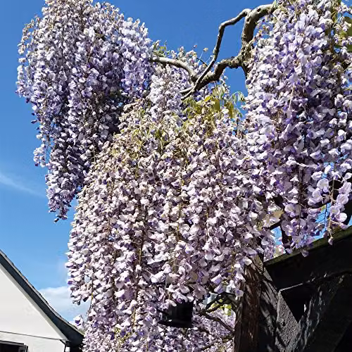 Thompson & Morgan Purple Scented Hardy Climbing Wisteria Potted Plant for Outdoor and Cottage Gardens, 1.5 Litre Pot – 3