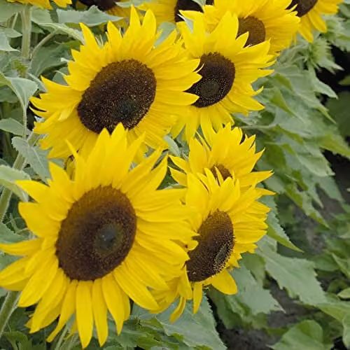 Thompson and Morgan Sunflower Helianthus annuus Little Dorrit F1 Hybrid Seeds, Yellow, 20 Seeds – 2
