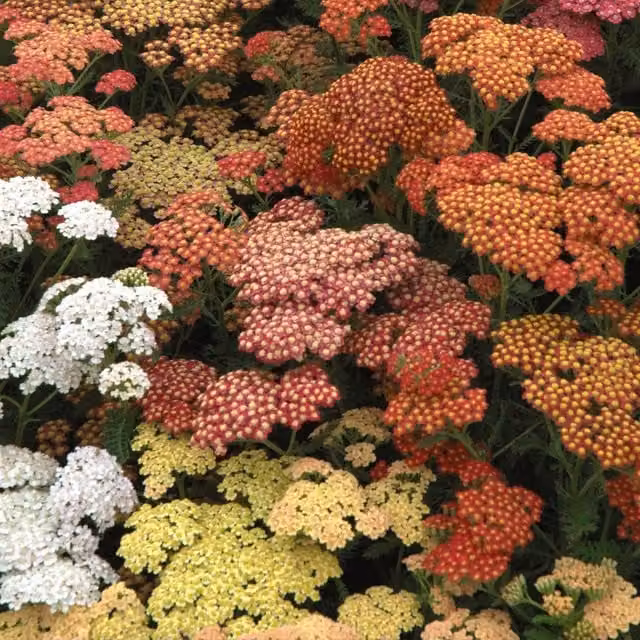 Thompson & Morgan Achillea Millefolium Summer Berries Perennial Ornamental Garden Plants, Multicolour/Green, Pack of 15