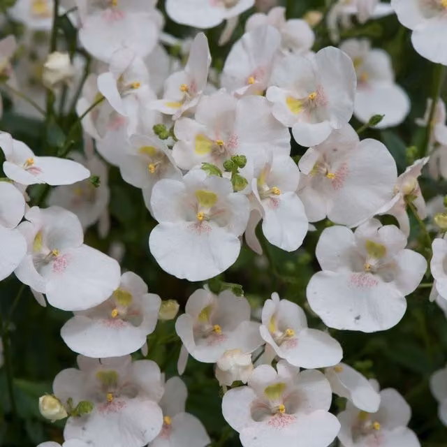Plant Theory Set of 3 Diamond White Blush Diascia Bedding Plants in 9cm Pots