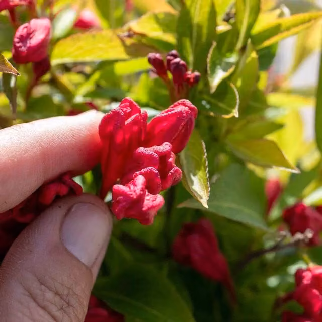Marshalls Garden Weigela All Summer Red Ornamental Pink Flowering Shrub