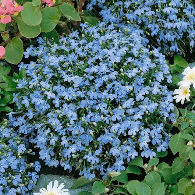 Unwins Lobelia Cambridge Blue Flower Seeds