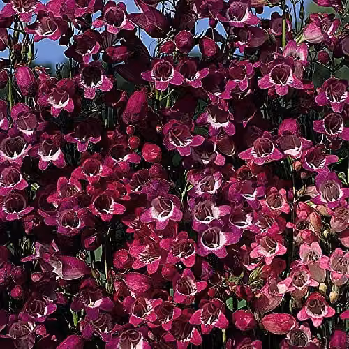 Thompson and Morgan Penstemon Miniature Bells Hardy Perennial Flower Seeds, 50 Seeds, Pink and Purple