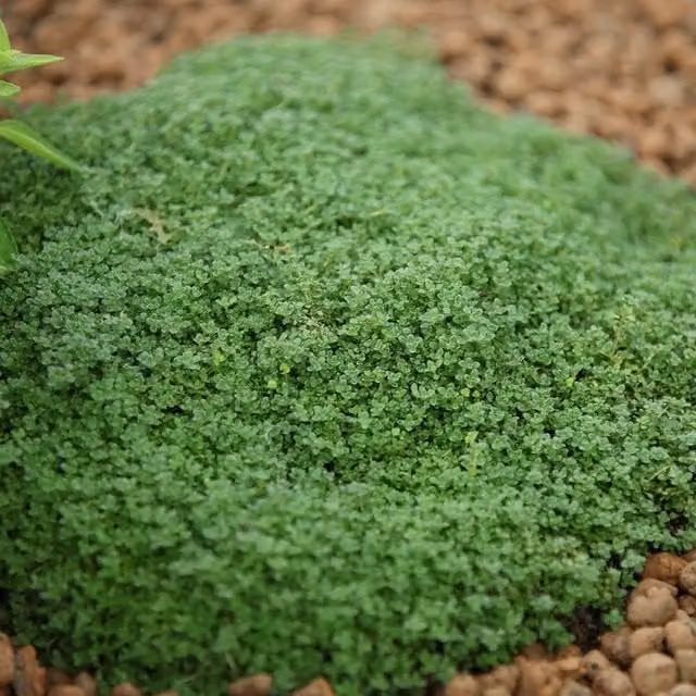 Thymus Serpyllum Minor Thyme Herb Garden Perennial Plant in a 9cm Green Pot