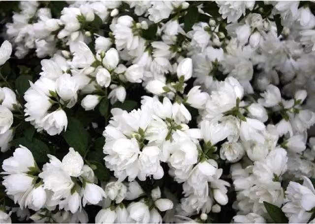 Direct Plants Philadelphus Snowbelle Mock Orange Fragrant White Ornamental Shrub, Height: 60 cm, 3L Pot