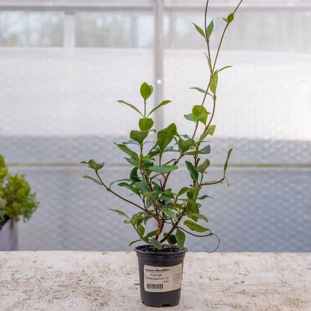 Marshalls Garden Star Jasmine Star of Milano Trachelospermum jasminoides Pink Climbing Shrub