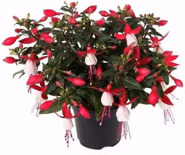Plants By Post Fuchsia Bella Evita Pink and White Ornamental Garden Shrubs in 9 cm Pots