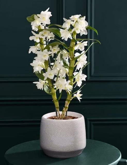 M&S White Dendrobium Orchid with Ceramic Glazed Pot