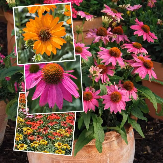 Marshalls Echinacea Perennial Plant Collection of 3 Ornamental Summer and Autumn Flowering Coneflowers in Red, Orange, Yellow and Pink