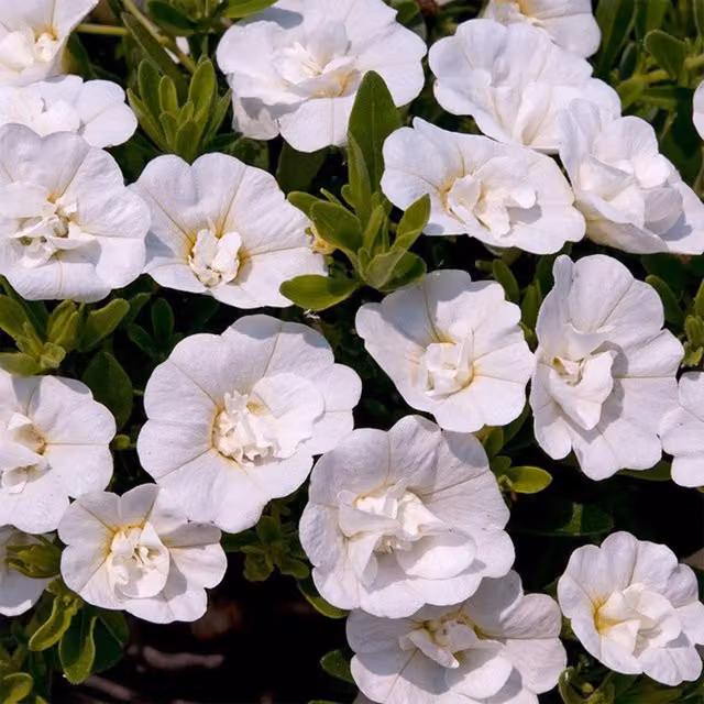 Plant Theory Set of 3 White Cabaret Double Mini Petunia Million Bells Calibrachoa Bedding Plants in 9cm Pots