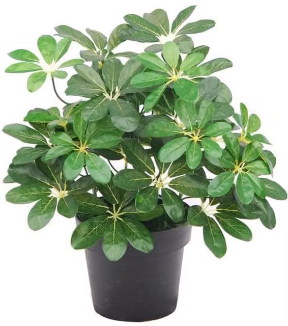 Leaf Design UK Artificial Dwarf Umbrella Tree Tabletop Plant in Green