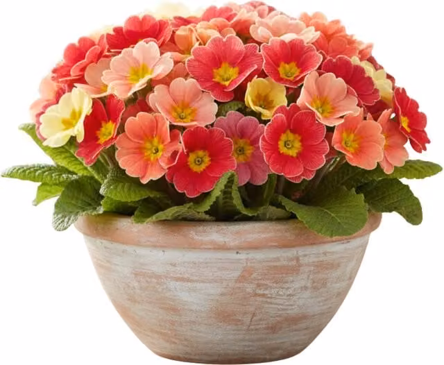 Primrose Cairo Primetime Mix Pink Bedding Plant in 21cm Pot