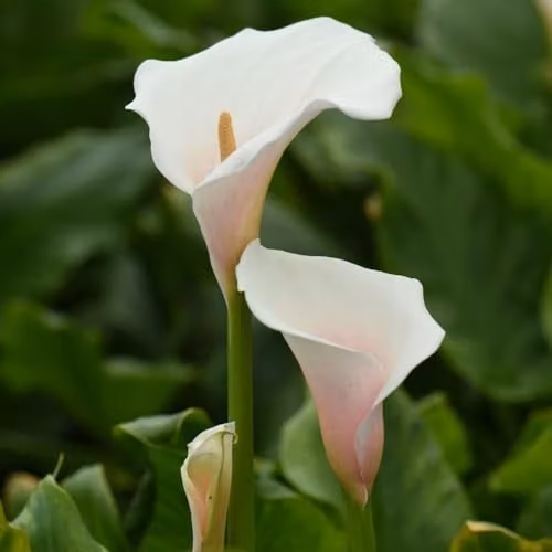 Thompson & Morgan Arum Lily Pink Splash Flower Seeds for Ornamental Gardens