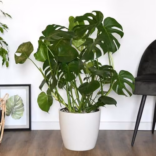 Thompson and Morgan Monstera Deliciosa Indoor Plant with Large Perforated Green Foliage in 11cm Pots