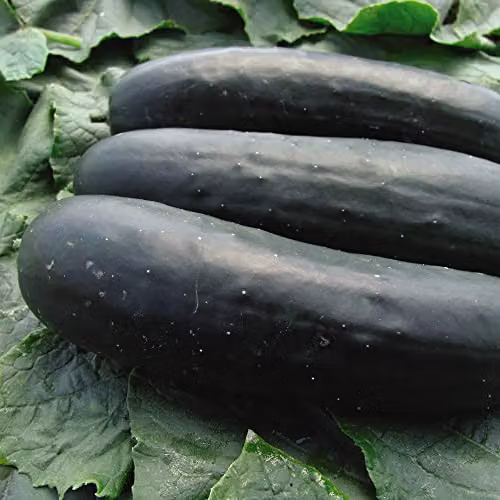 Thompson and Morgan Jogger F1 Hybrid American Slicer Cucumber Seeds, 10 Seeds per Packet