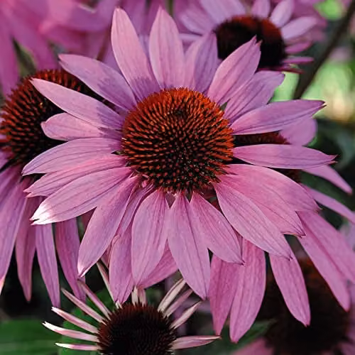 Thompson and Morgan Echinacea Nectar Pink Garden Plants, Hardy Perennial Flowering Plug Plants, Pack of 6 – 2