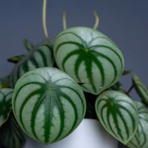 Thompson and Morgan Peperomia argyreia Houseplant with Silver and Green Striped Foliage, 1x 12cm Pot