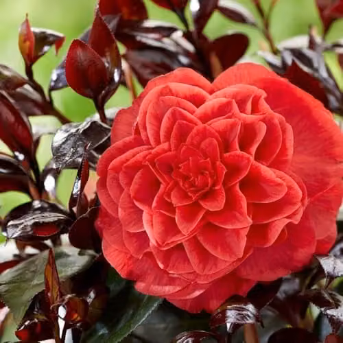 Thompson and Morgan Camellia Japonica Femme Fatale Red Double Flowering Evergreen Ornamental Shrub, Pack of 2 x 15 cm Pots – 1