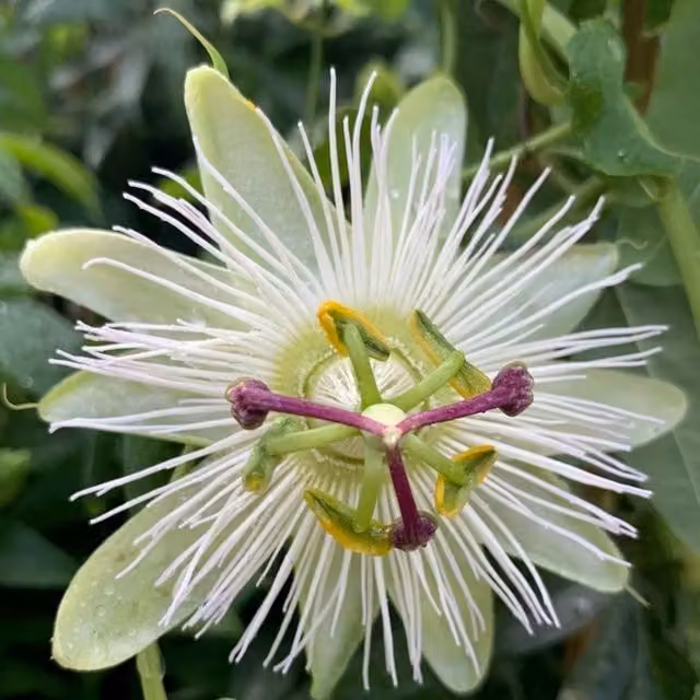 Plant Theory Passiflora Constance Eliott White Passion Flower Climbing Plant, Green