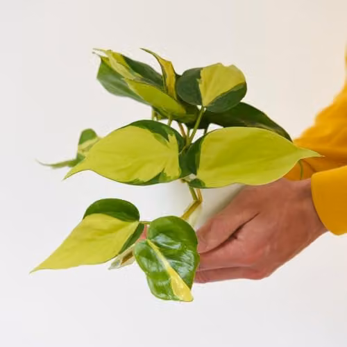 Thompson and Morgan Philodendron Scandens Brasil Variegated Indoor Houseplant in 10cm Pot – 2