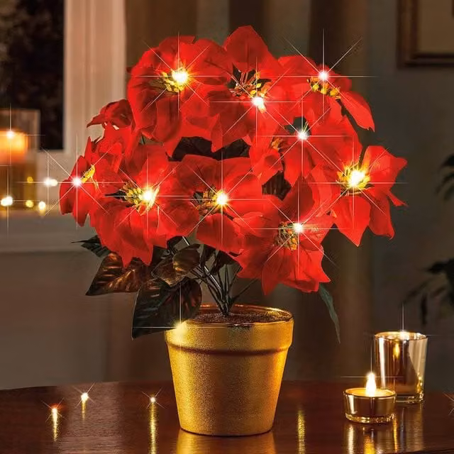Coopers of Stortford Red and Gold Light-Up Tabletop Potted Poinsettia with Warm White LEDs