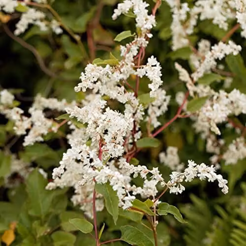 Thompson and Morgan Russian Vine Fallopia baldschuanica Fast-Growing Climbing Shrub with White Blooms, 1 x 1.7-Litre Potted Plant