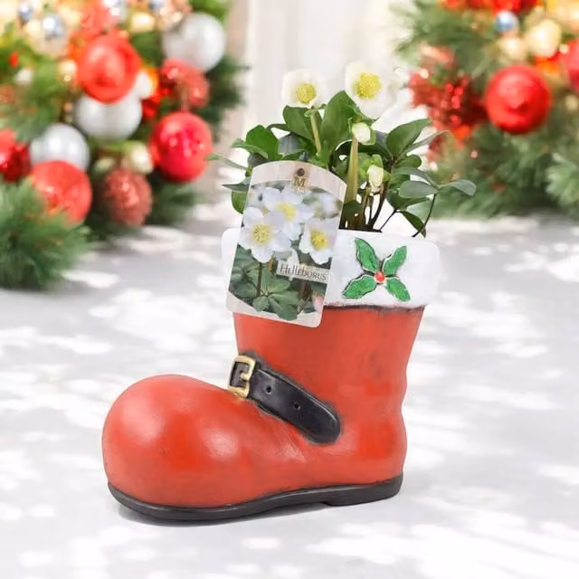 Plants by Post Christmas Hellebore in Rustic Concrete Boot, Green, White and Red